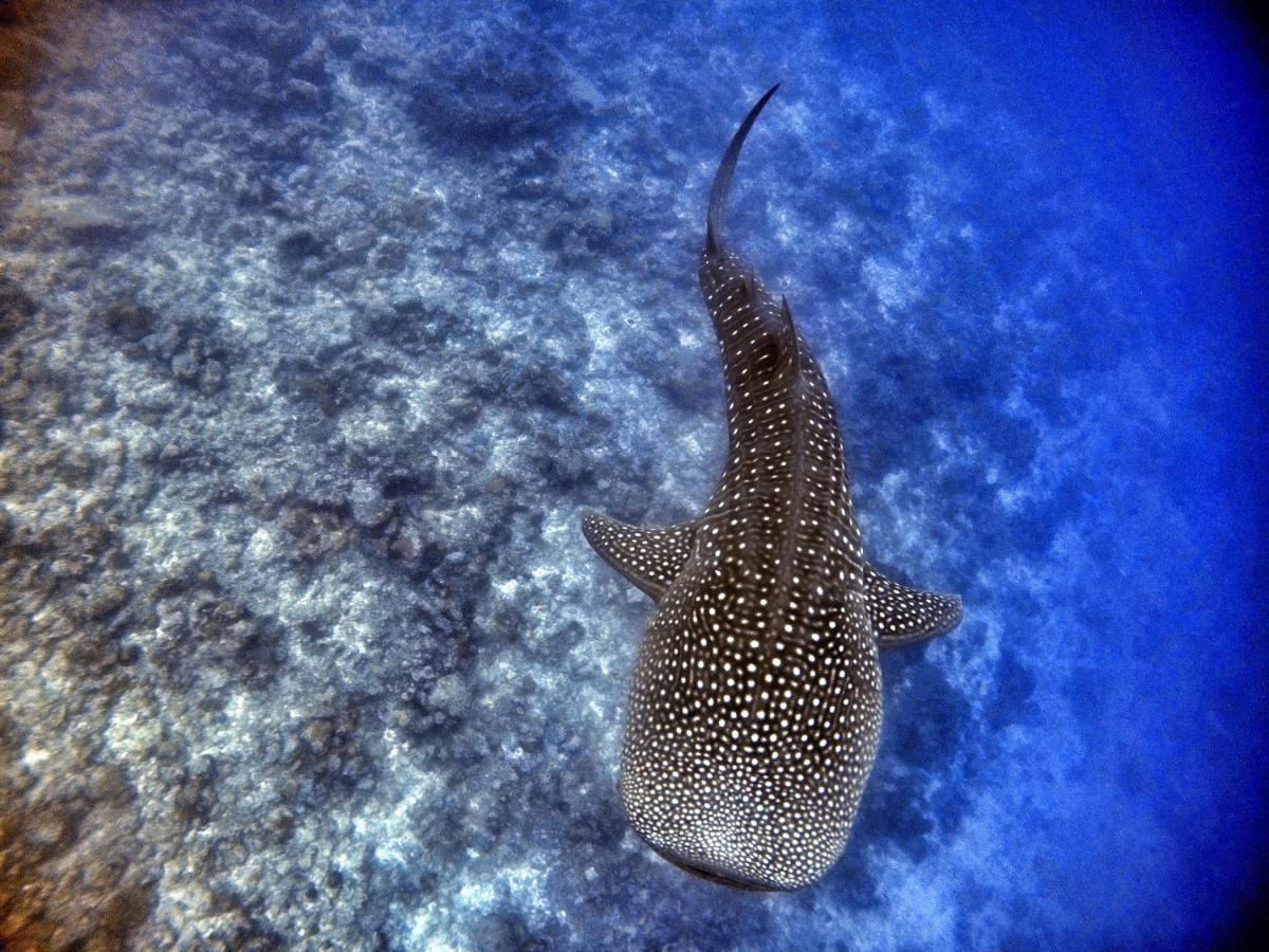Athiri Beach Maldives Dhigurah  Exteriör bild