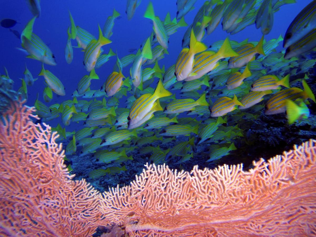 Athiri Beach Maldives Dhigurah  Exteriör bild