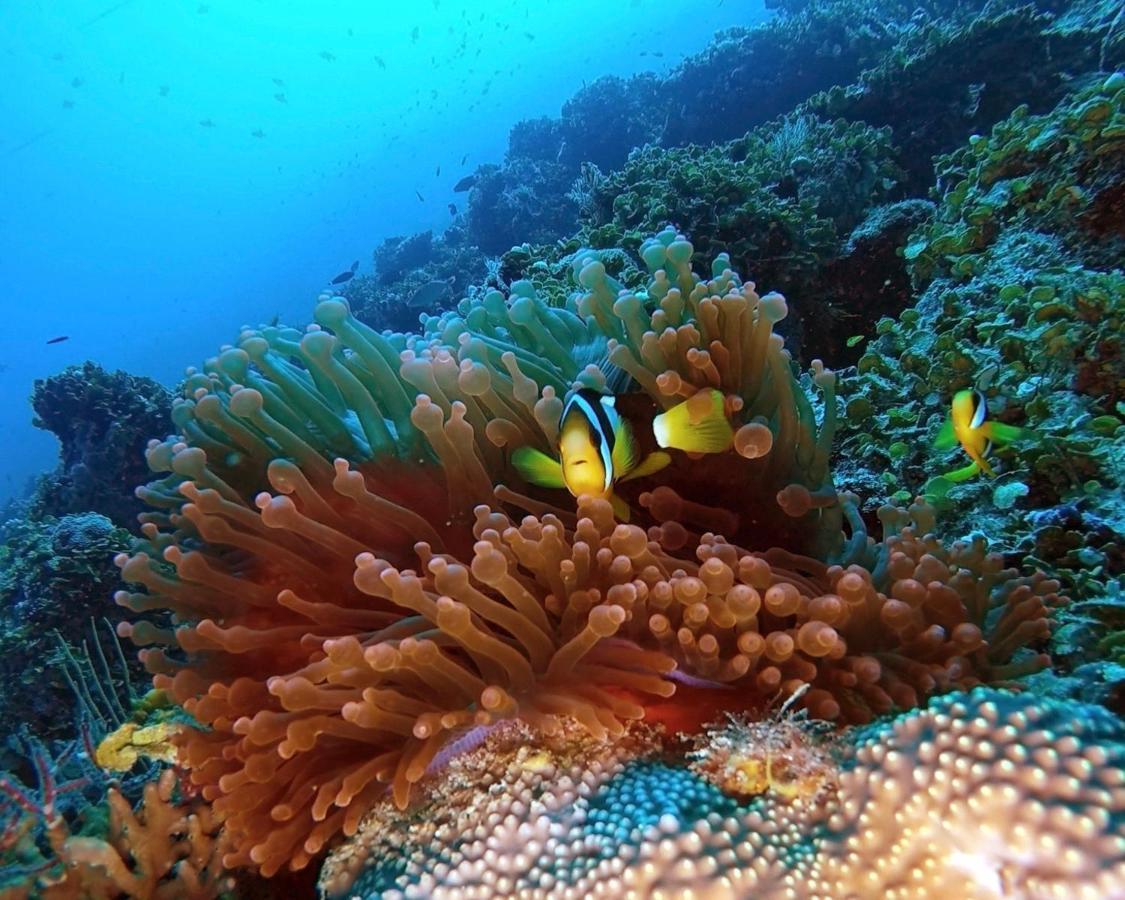 Athiri Beach Maldives Dhigurah  Exteriör bild